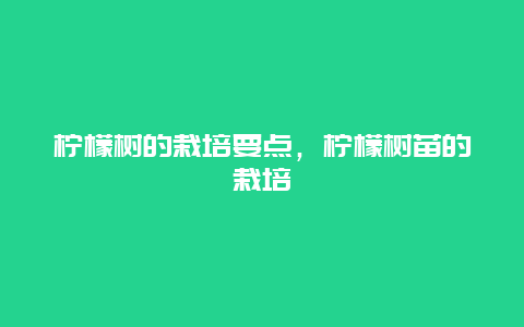 柠檬树的栽培要点，柠檬树苗的栽培