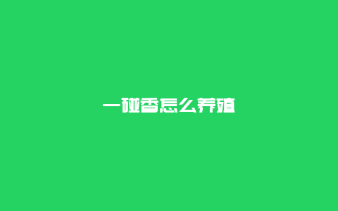 一碰香怎么养殖