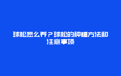 球松怎么养？球松的种植方法和注意事项