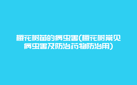 樱花树苗的病虫害(樱花树常见病虫害及防治药物防治用)