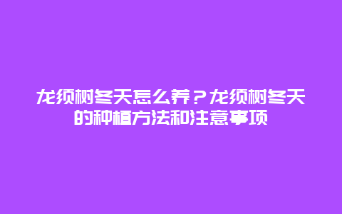 龙须树冬天怎么养？龙须树冬天的种植方法和注意事项