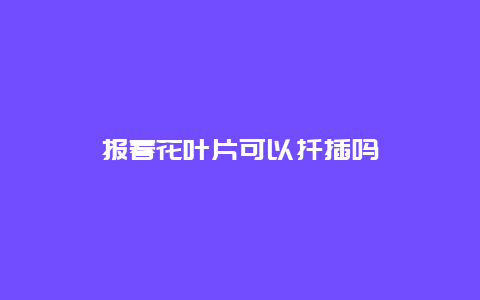 报春花叶片可以扦插吗