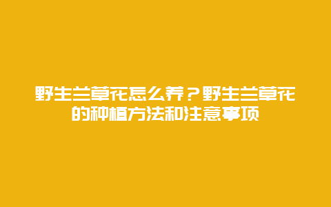 野生兰草花怎么养？野生兰草花的种植方法和注意事项