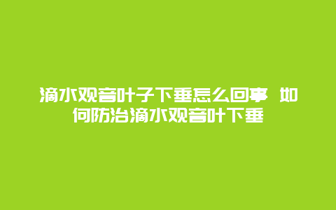 滴水观音叶子下垂怎么回事 如何防治滴水观音叶下垂