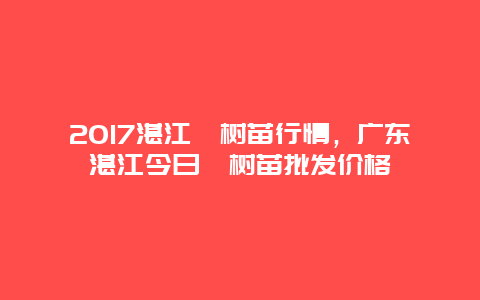 2017湛江桉树苗行情，广东湛江今日桉树苗批发价格