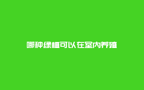 哪种绿植可以在室内养殖