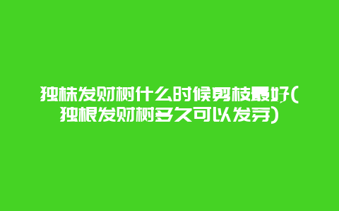 独株发财树什么时候剪枝最好(独根发财树多久可以发芽)