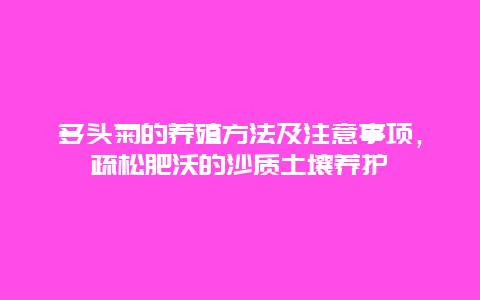 多头菊的养殖方法及注意事项，疏松肥沃的沙质土壤养护