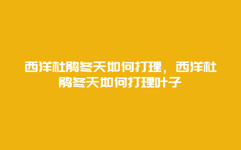 西洋杜鹃冬天如何打理，西洋杜鹃冬天如何打理叶子