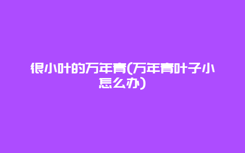 很小叶的万年青(万年青叶子小怎么办)