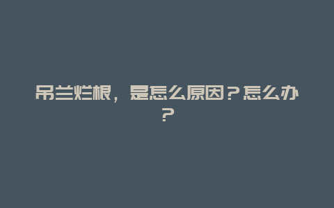 吊兰烂根，是怎么原因？怎么办？