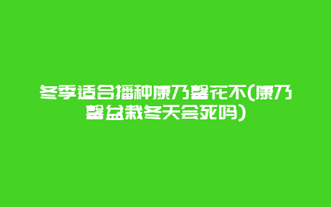 冬季适合播种康乃馨花不(康乃馨盆栽冬天会死吗)