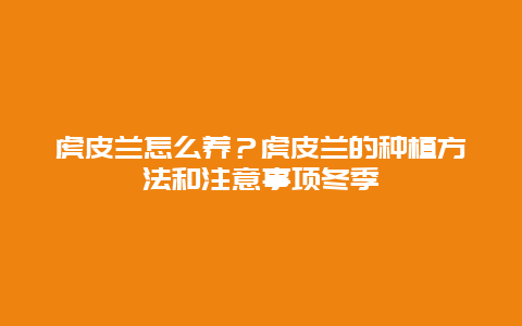 虎皮兰怎么养？虎皮兰的种植方法和注意事项冬季