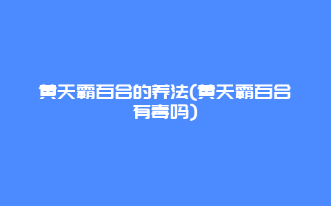 黄天霸百合的养法(黄天霸百合有毒吗)