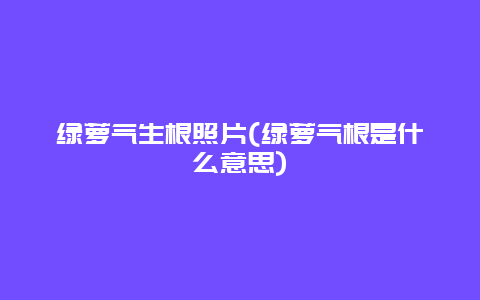 绿萝气生根照片(绿萝气根是什么意思)