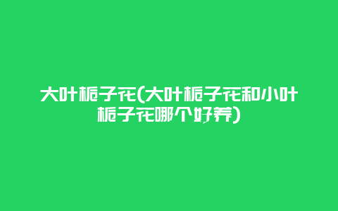 大叶栀子花(大叶栀子花和小叶栀子花哪个好养)