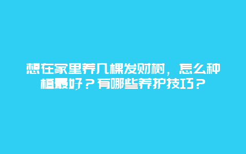 想在家里养几棵发财树，怎么种植最好？有哪些养护技巧？