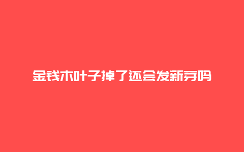 金钱木叶子掉了还会发新芽吗