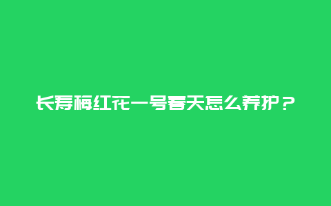 长寿梅红花一号春天怎么养护？