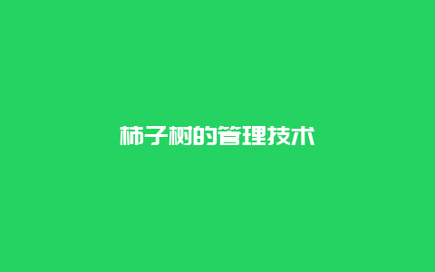 柿子树的管理技术