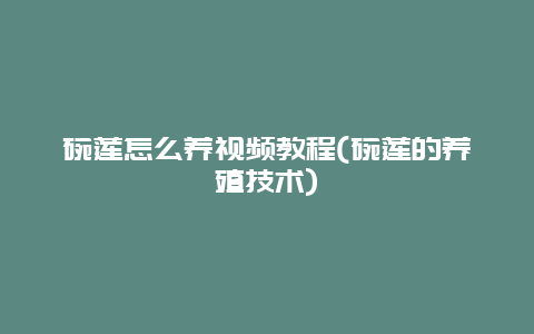 碗莲怎么养视频教程(碗莲的养殖技术)