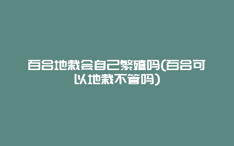 百合地栽会自己繁殖吗(百合可以地栽不管吗)