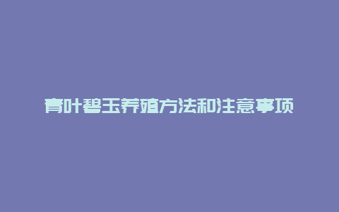 青叶碧玉养殖方法和注意事项