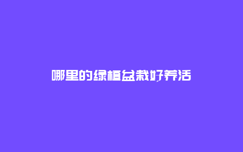 哪里的绿植盆栽好养活