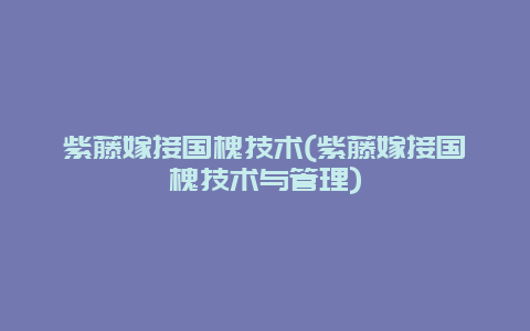 紫藤嫁接国槐技术(紫藤嫁接国槐技术与管理)