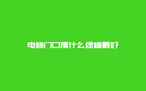 电梯门口摆什么绿植最好