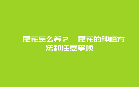 鸢尾花怎么养？鸢尾花的种植方法和注意事项