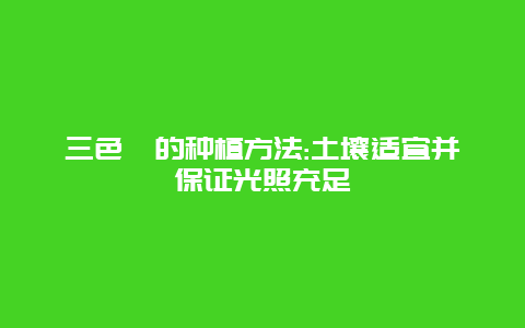 三色堇的种植方法:土壤适宜并保证光照充足