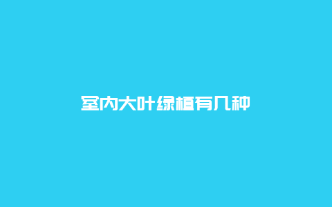 室内大叶绿植有几种