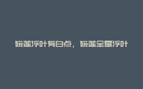 碗莲浮叶有白点，碗莲全是浮叶