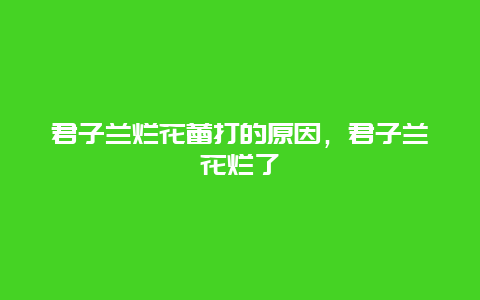 君子兰烂花蕾打的原因，君子兰花烂了