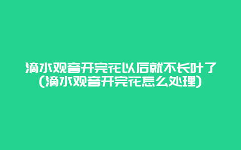 滴水观音开完花以后就不长叶了(滴水观音开完花怎么处理)