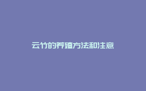 云竹的养殖方法和注意