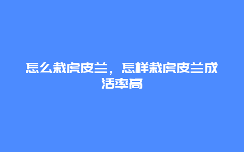 怎么栽虎皮兰，怎样栽虎皮兰成活率高