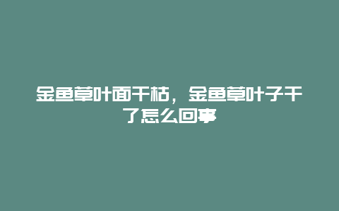 金鱼草叶面干枯，金鱼草叶子干了怎么回事