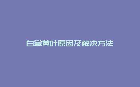 白掌黄叶原因及解决方法