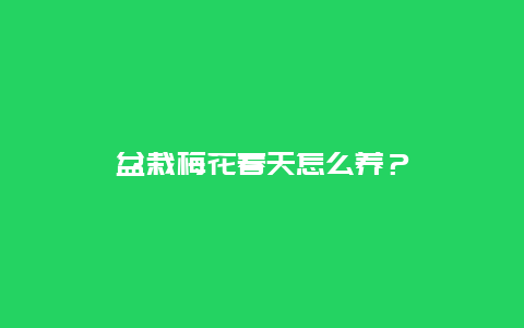 盆栽梅花春天怎么养？