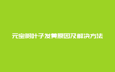 元宝树叶子发黄原因及解决方法