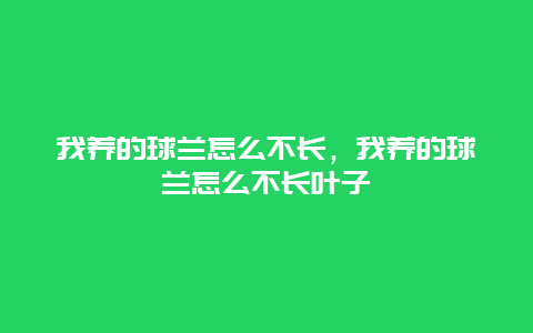 我养的球兰怎么不长，我养的球兰怎么不长叶子