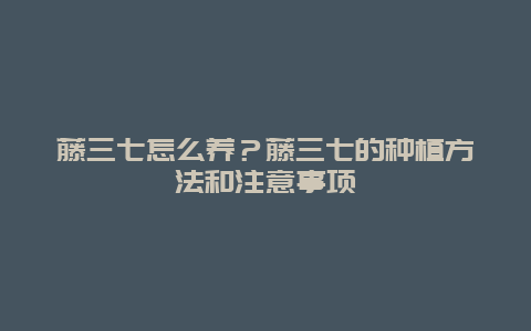 藤三七怎么养？藤三七的种植方法和注意事项