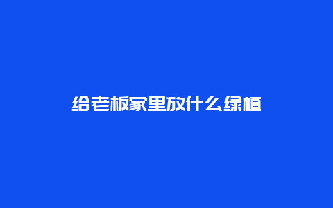 给老板家里放什么绿植