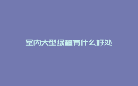 室内大型绿植有什么好处