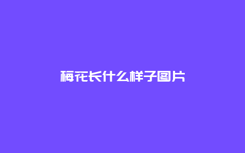 梅花长什么样子图片