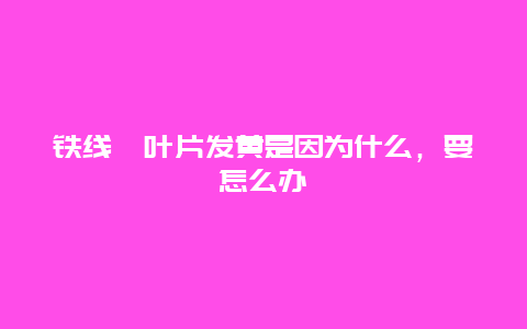 铁线蕨叶片发黄是因为什么，要怎么办