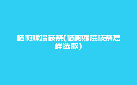 榕树嫁接枝条(榕树嫁接枝条怎样选取)