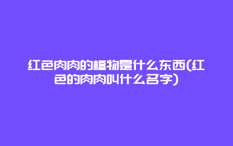 红色肉肉的植物是什么东西(红色的肉肉叫什么名字)